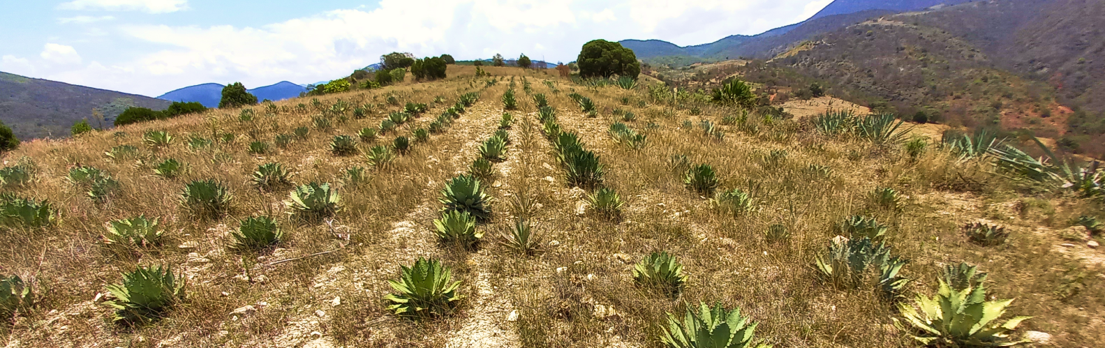 Amor a Oaxaca